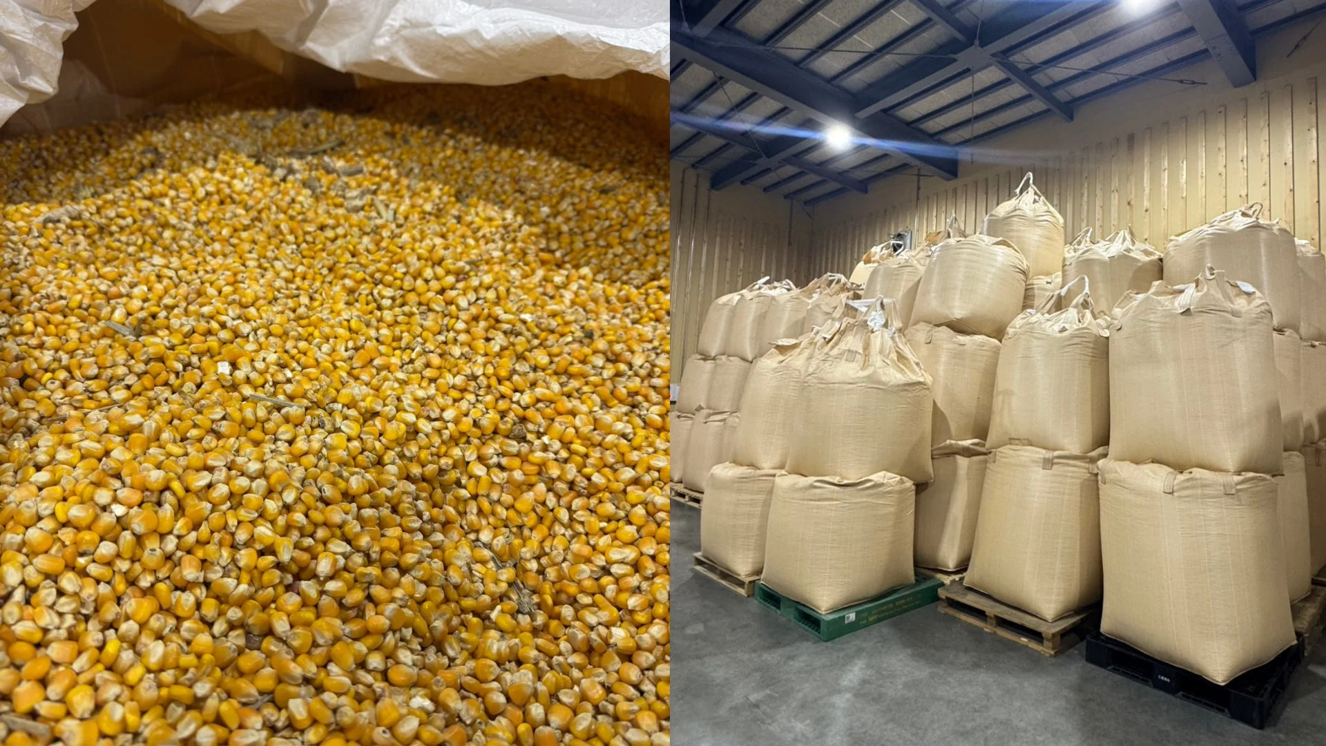 トウモロコシと穀物袋