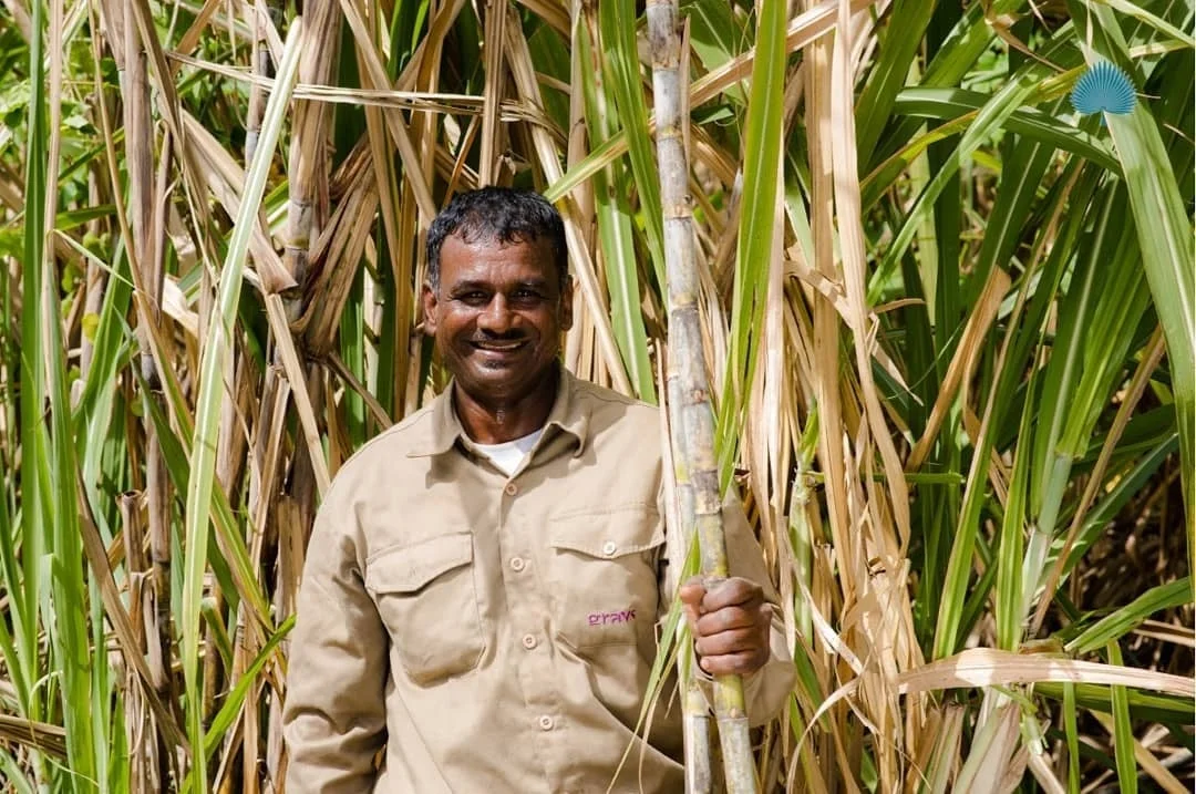 サトウキビ畑で、収穫されたサトウキビの茎を手に持ち、笑顔を見せる男性。農作業着を着用しており、豊かな自然の中で働く様子が伺えます。