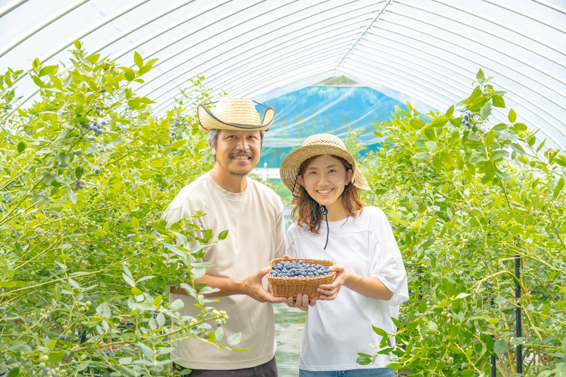 ブルーベリー収穫