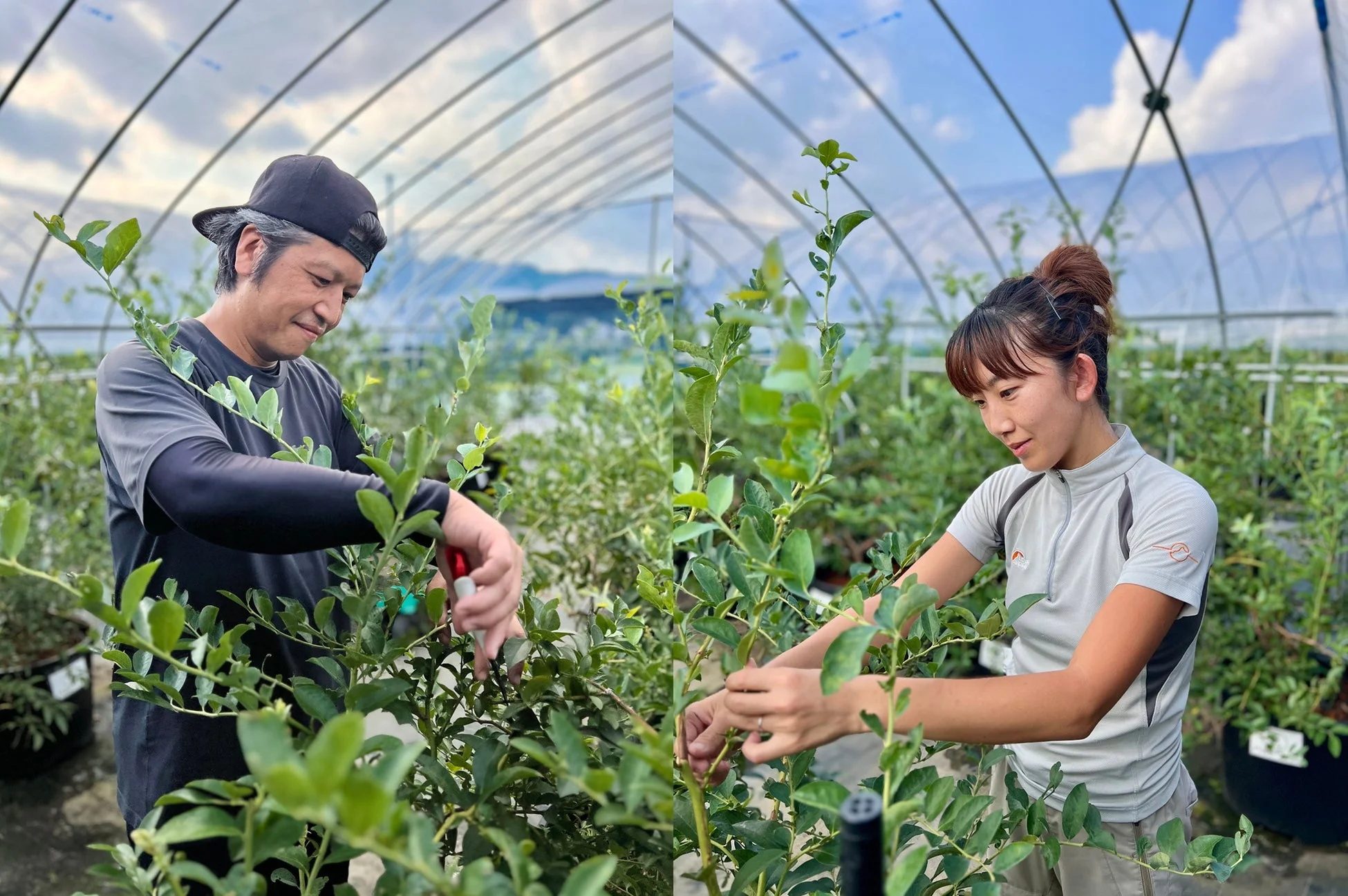 ブルーベリー手入れ