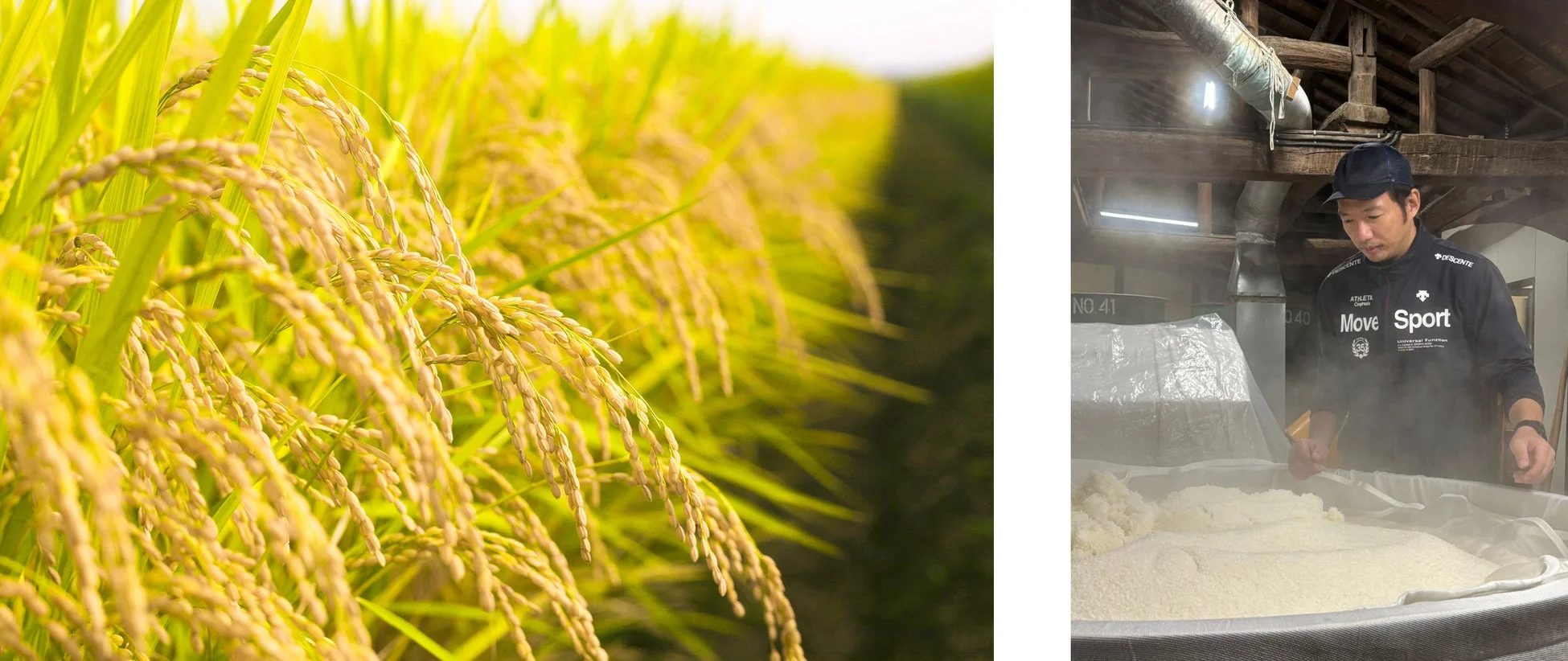 実りの季節を迎えた黄金色の稲穂が広がる田園風景と、伝統的な酒蔵で蒸米を仕込む職人の姿