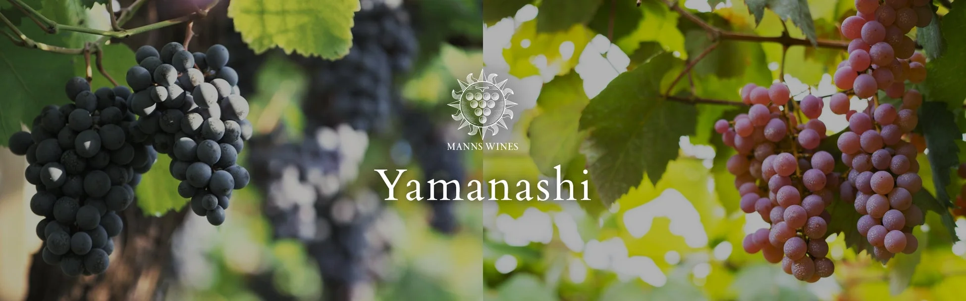 ぶどう畑の風景