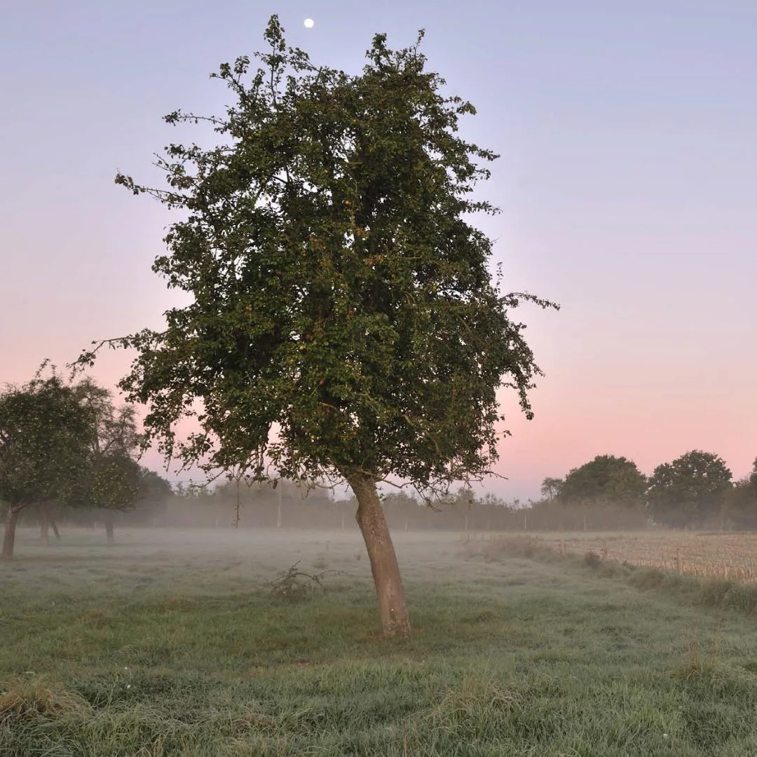 リンゴの木と霧