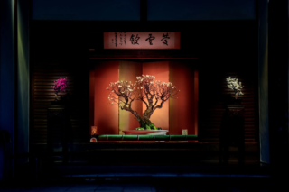 新春を彩る75回目の長浜盆梅展🌸 絶品梅酒＆限定スイーツ、特別な体験で春を先取りしませんか？