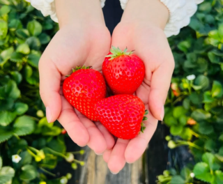 最高金賞の完熟いちご🍓とカクテル日本王者の奇跡のコラボ！新宿のバーで特別な一杯を体験しよう✨