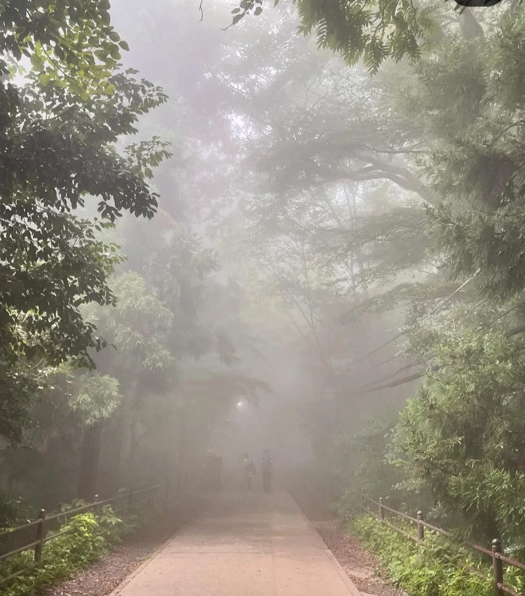 霧が立ち込める森の道