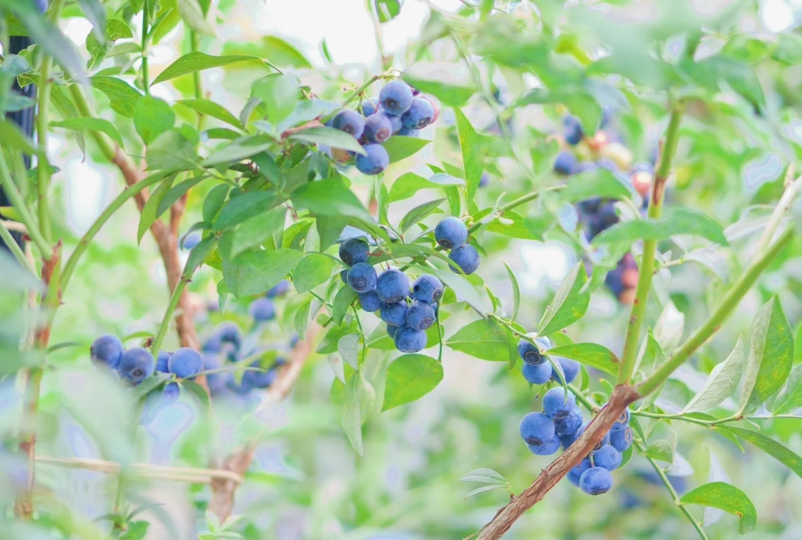 ブルーベリーの木