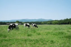 牧場で草を食む牛