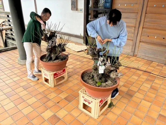 盆梅の剪定作業