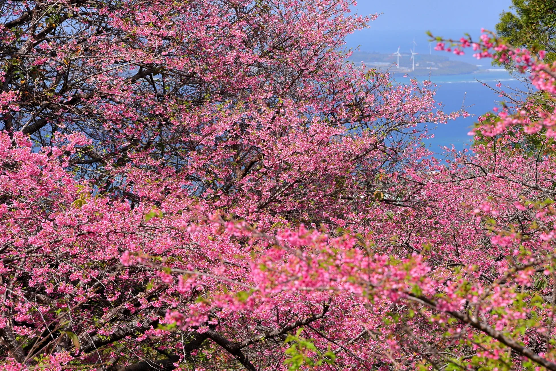 沖縄の桜風景