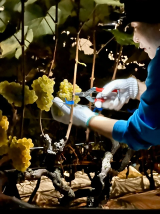 世界が認めた一本！熊本ワインファームの「菊鹿ナイトハーベスト小伏野2022」が抽選販売開始🍷✨