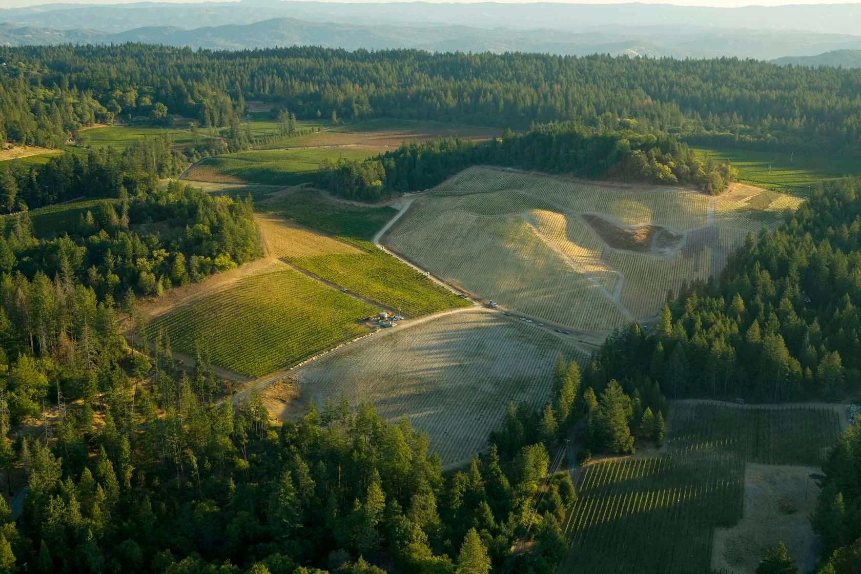 ぶどう畑の空撮