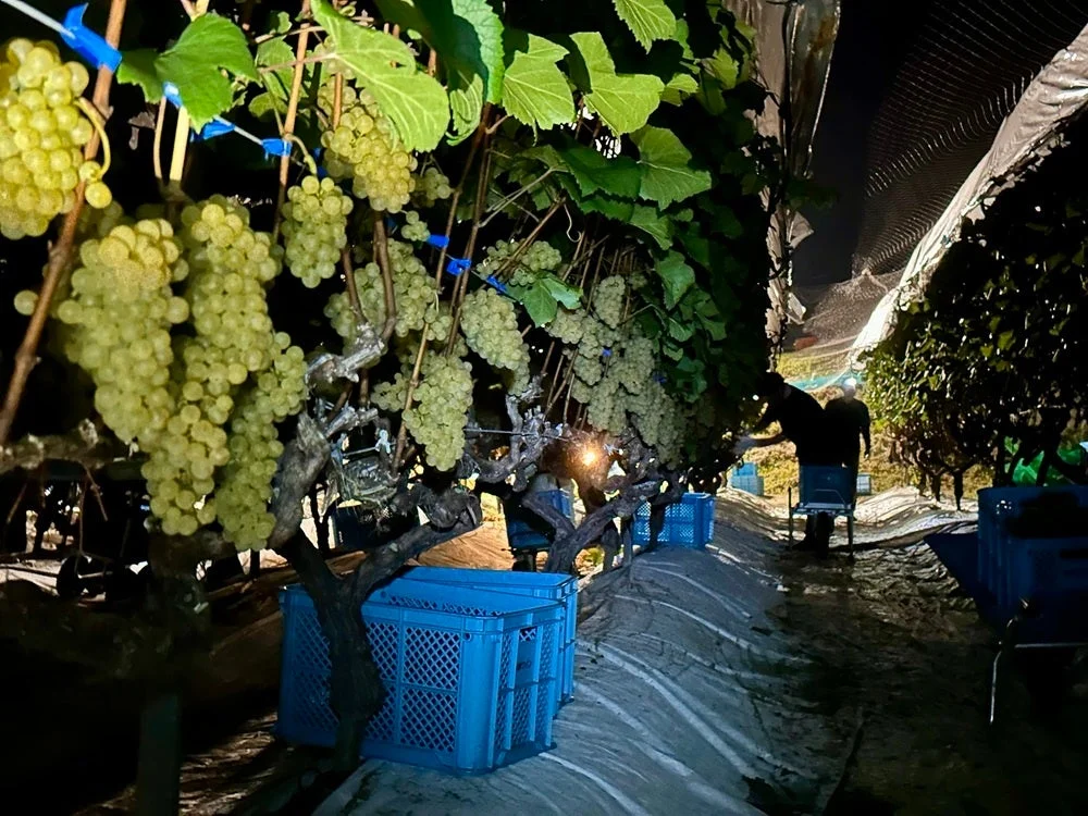 夜のブドウ畑、ブドウとコンテナ