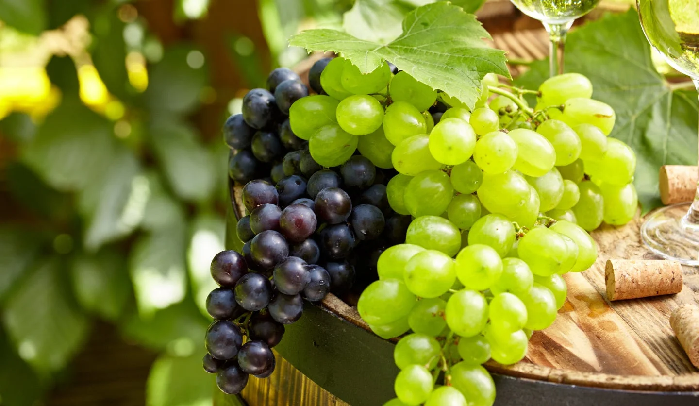 収穫されたばかりのぶどう