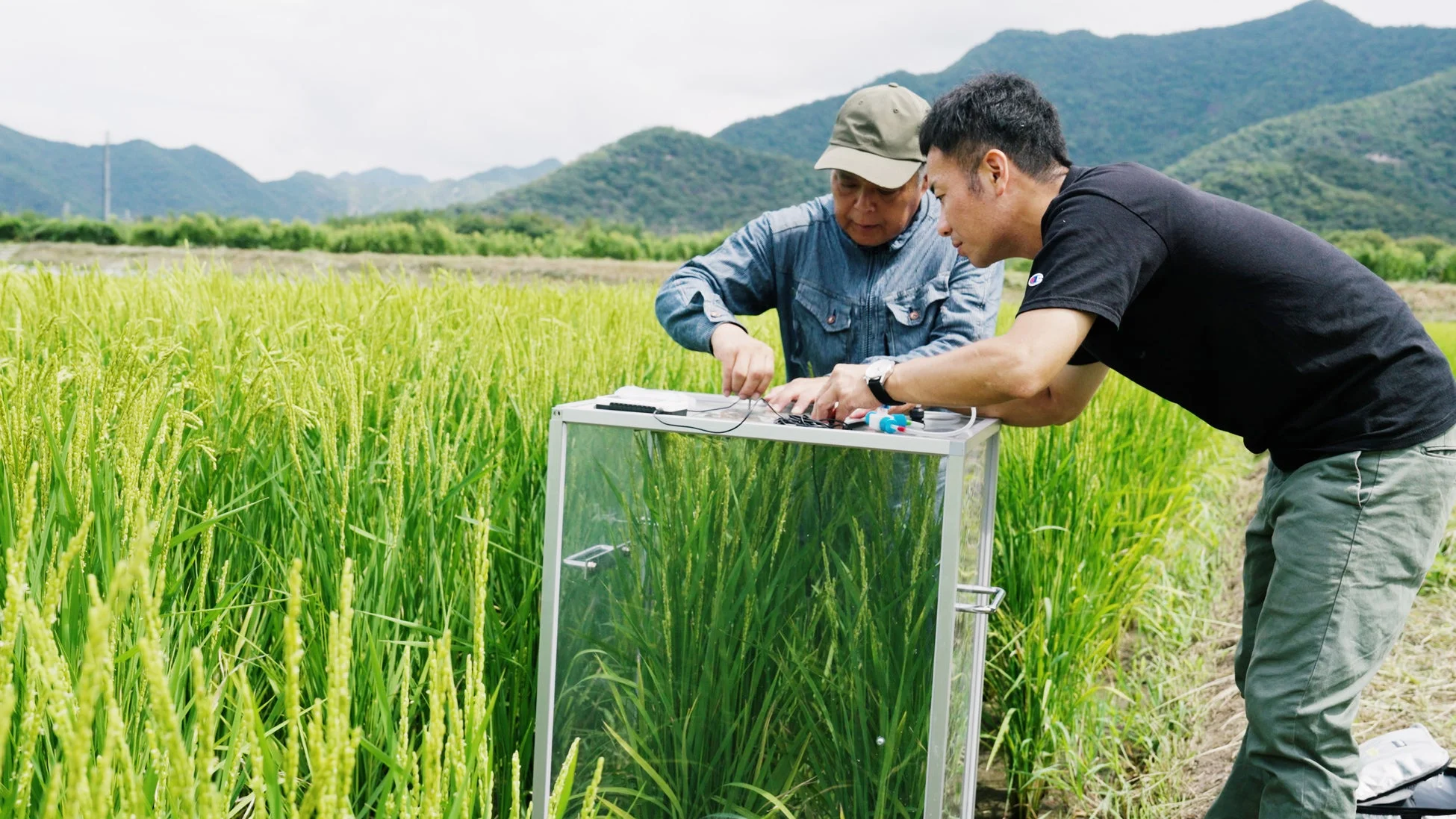 田んぼでの調査風景
