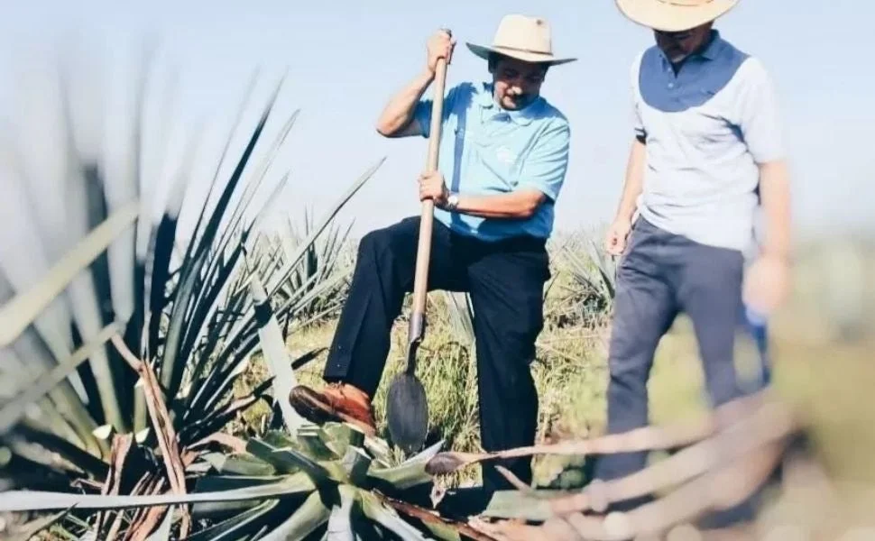 アガベ畑で作業する男性たち