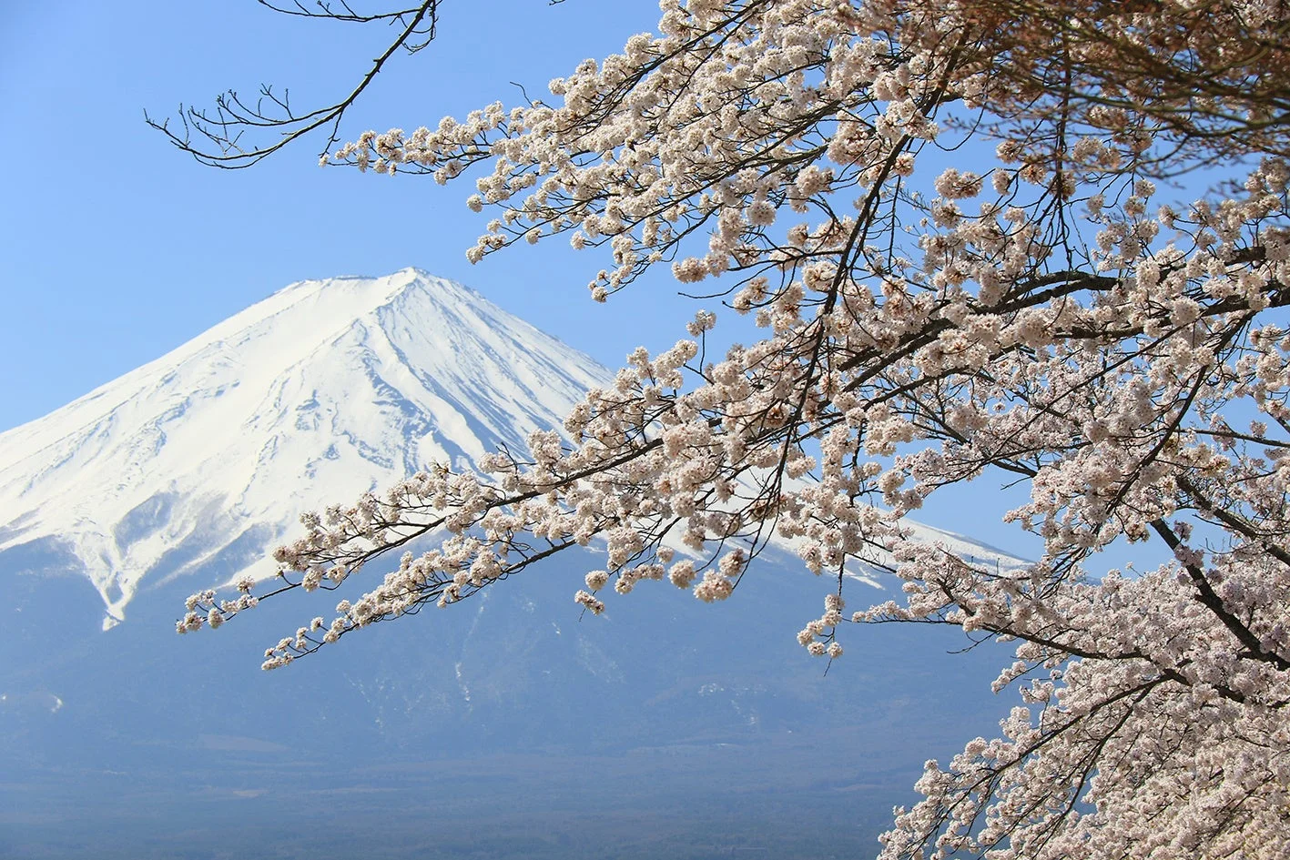富士山と桜