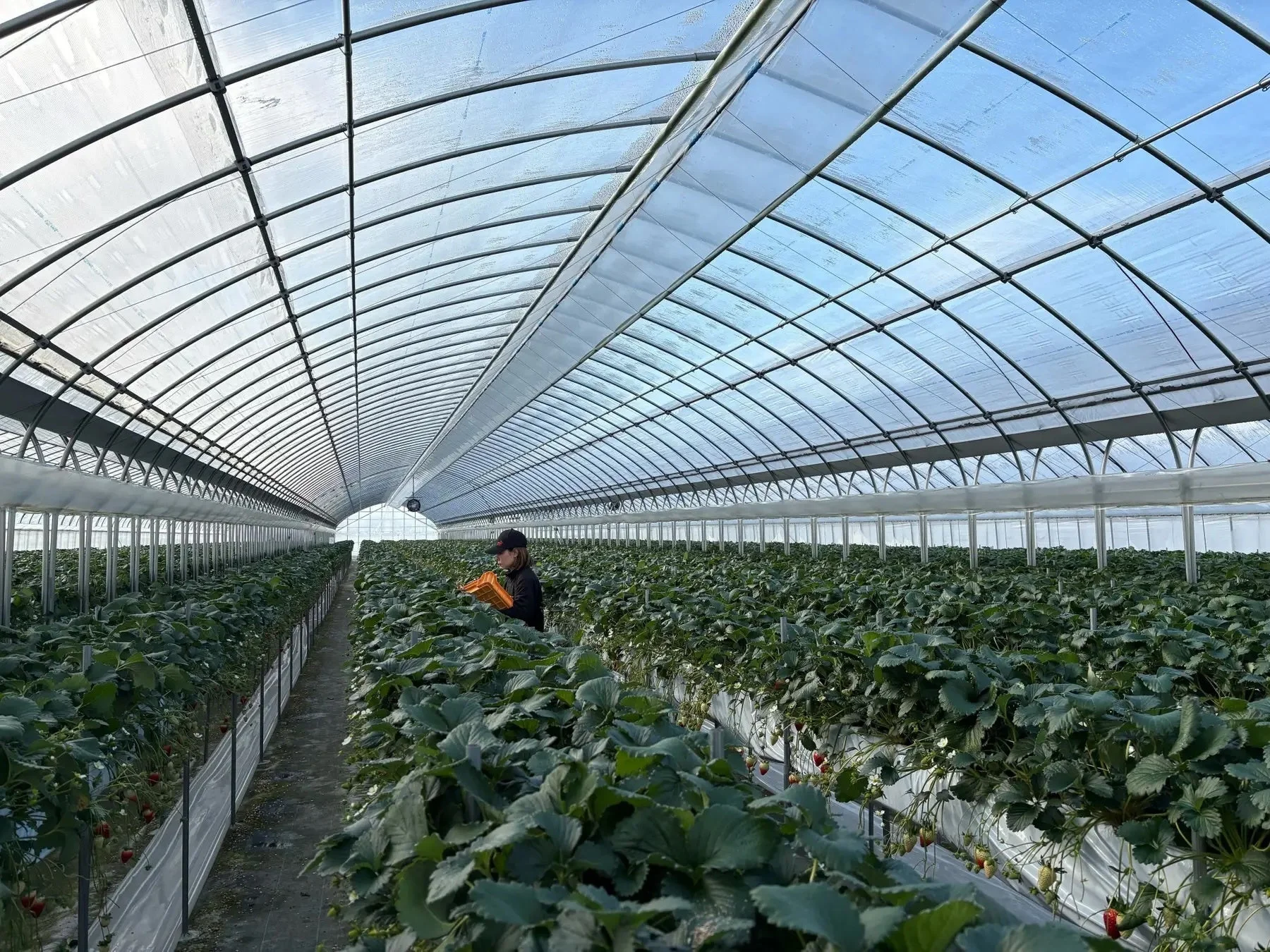 広い温室でいちごが栽培されている様子を捉えた画像