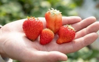 「モッタイナイ」を「おいしい」に！キリン「氷結®mottainai なごりいちご」で農家支援とフードロス削減を応援しよう🍓