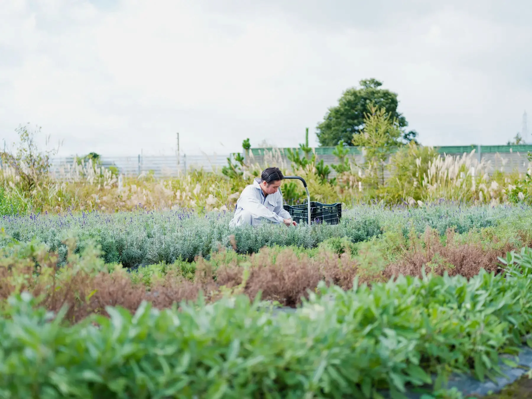 曇り空の下、広々とした畑で作業服を着た男性が植物を収穫している様子