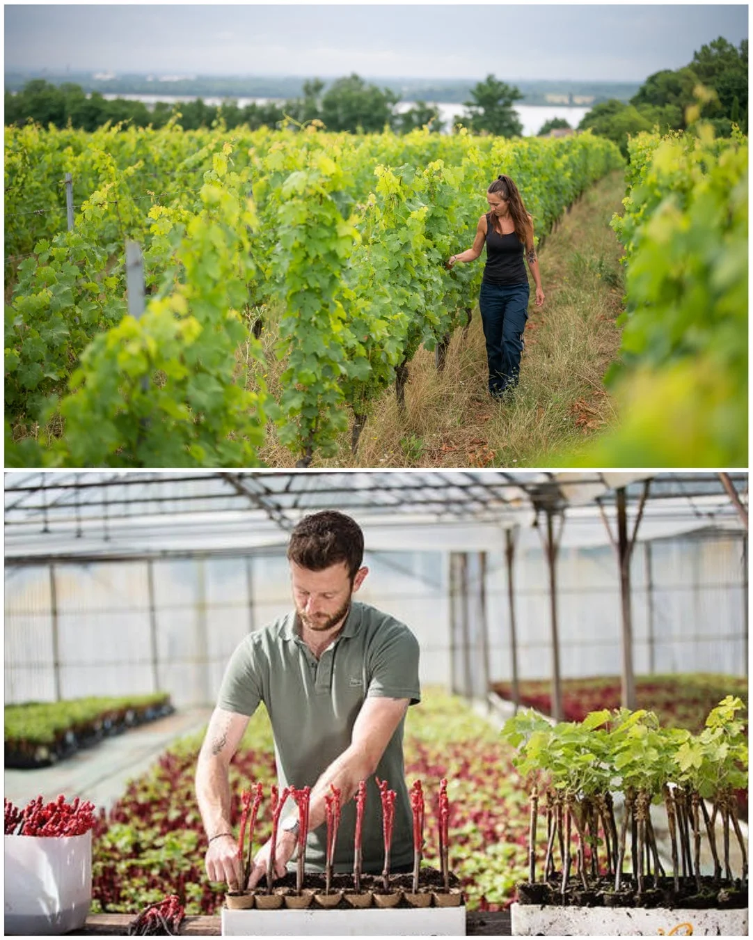 ブドウ畑の作業風景