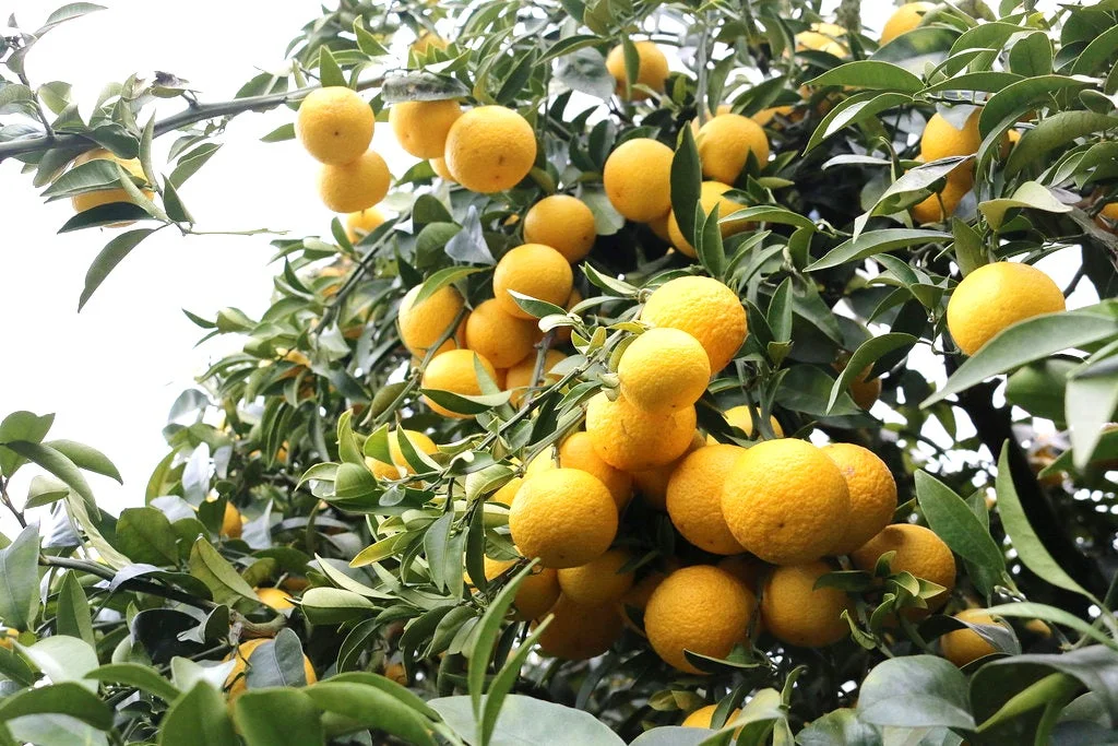 湘南ゴールドの木