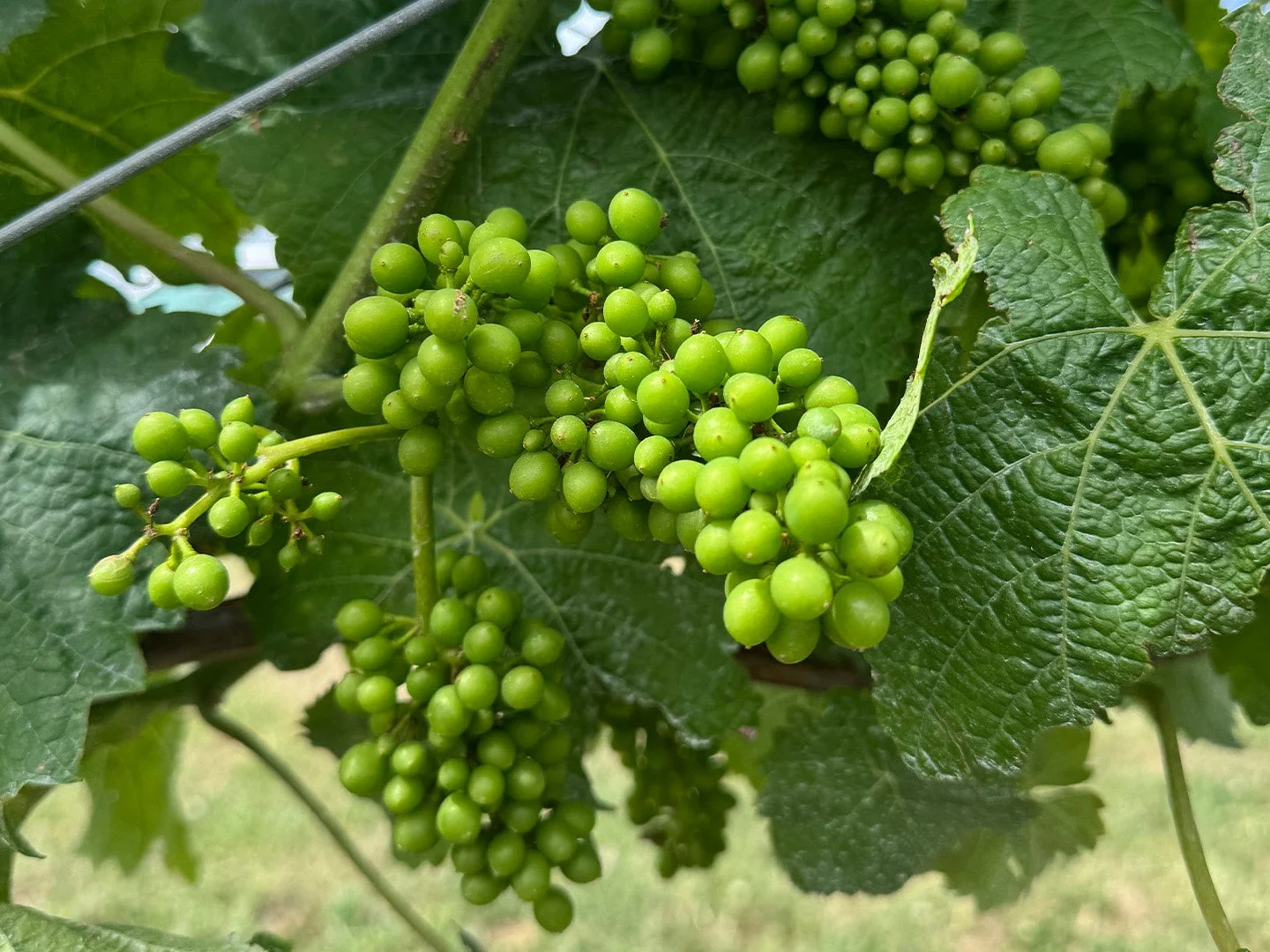 緑色の小さなぶどうの房が、濃い緑色の葉に囲まれたぶどうの木から垂れ下がっている様子を捉えたクローズアップ写真です。まだ熟していないぶどうが生命力に満ちた夏のぶどう畑の風景を示しています。