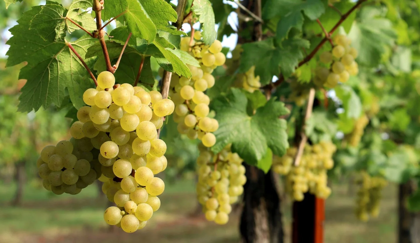 ぶどう畑のぶどう