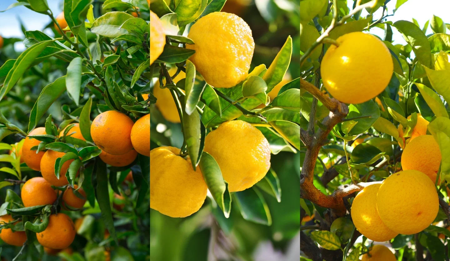 太陽を浴びる柑橘類