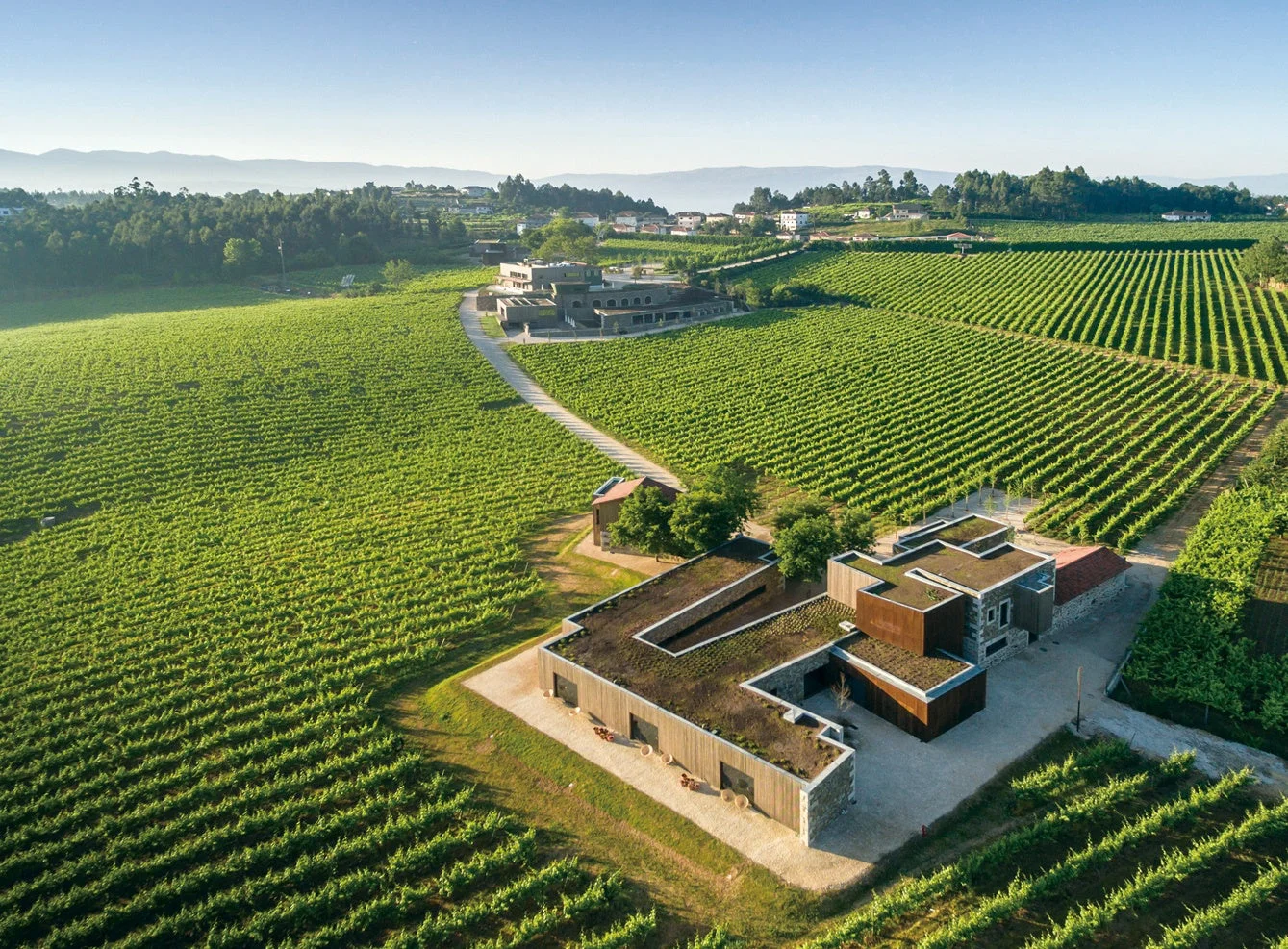 広大なぶどう畑