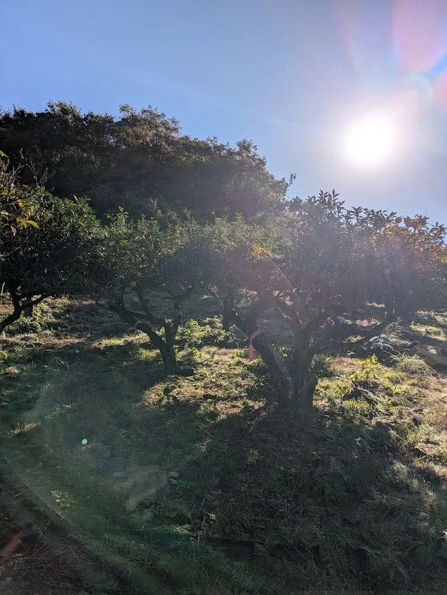 神河町・根宇野の柚子畑