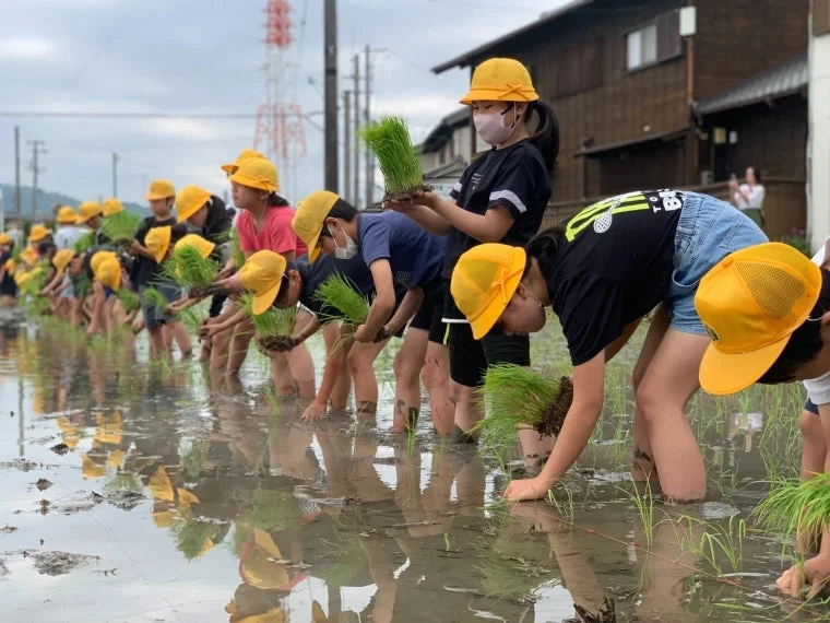 田植え体験の様子