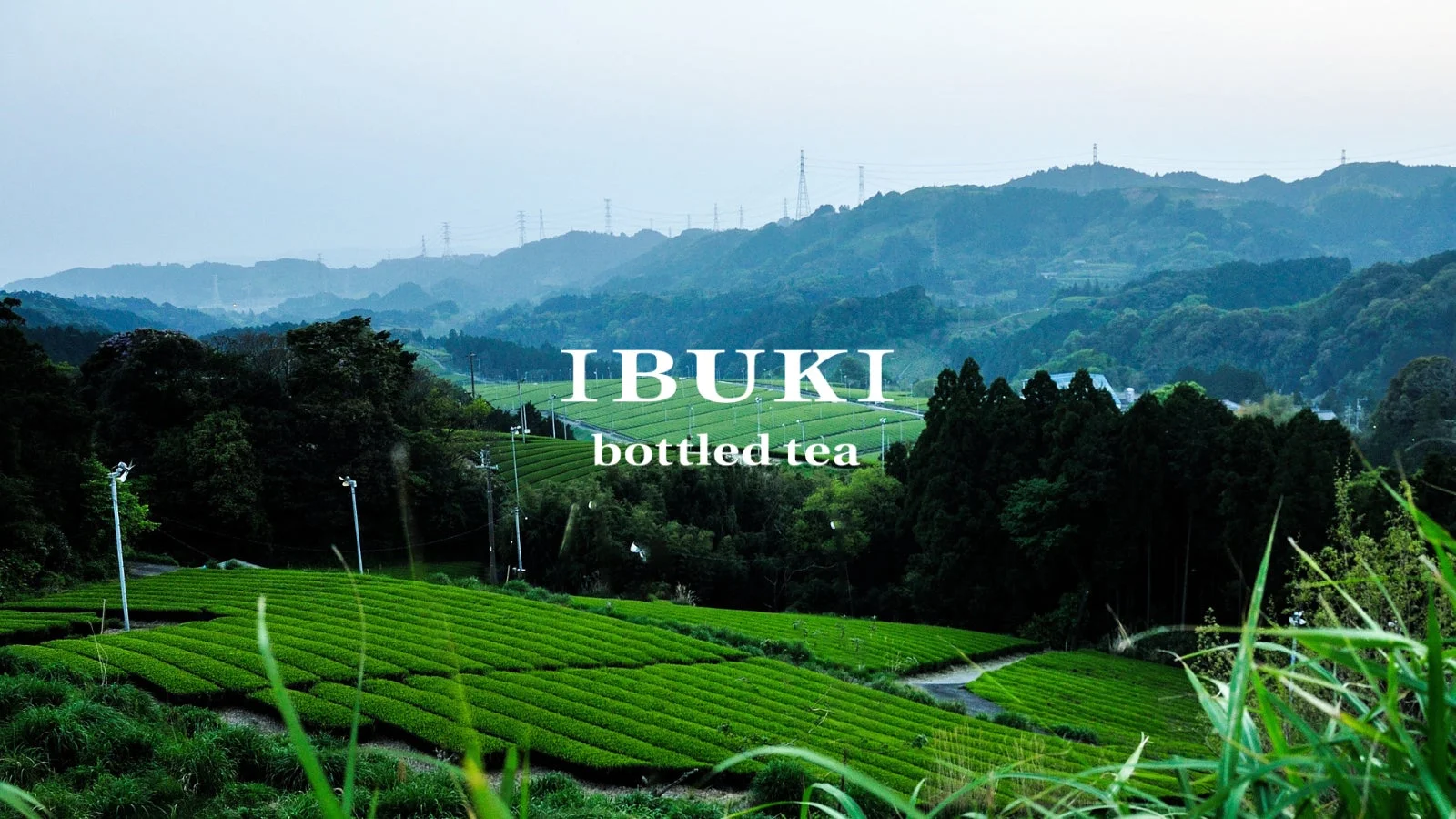 山々に囲まれた広大な茶畑が広がる風景です。鮮やかな緑の茶葉が整然と並び、自然豊かな日本の農村の美しさを感じさせます。「IBUKI bottled tea」の文字があり、お茶のブランドや製品を想起させます。