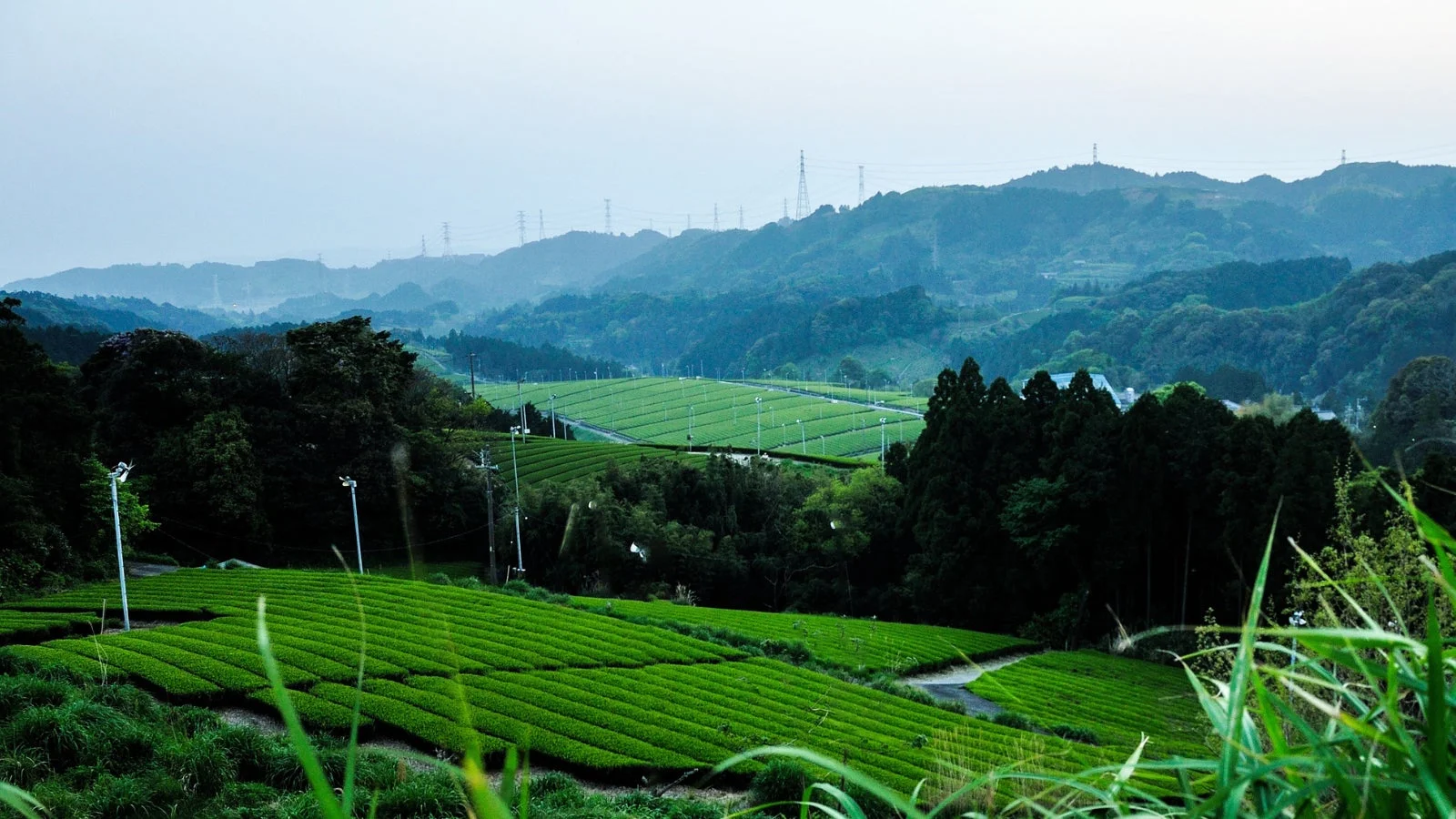 茶畑の風景