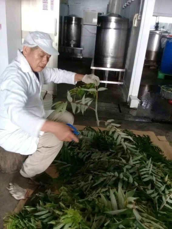 植物加工