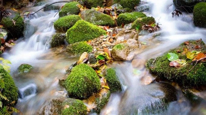 苔むした岩の間を清らかな水が流れ落ちる渓流