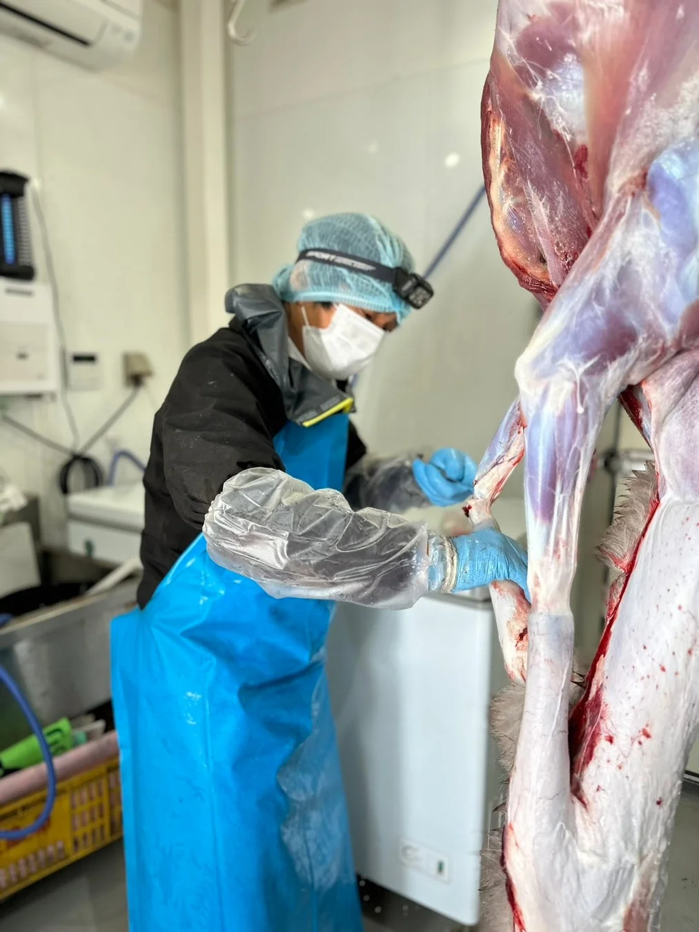 清潔な食肉加工施設で、保護具を着用した作業員が動物の死骸を解体または処理している。