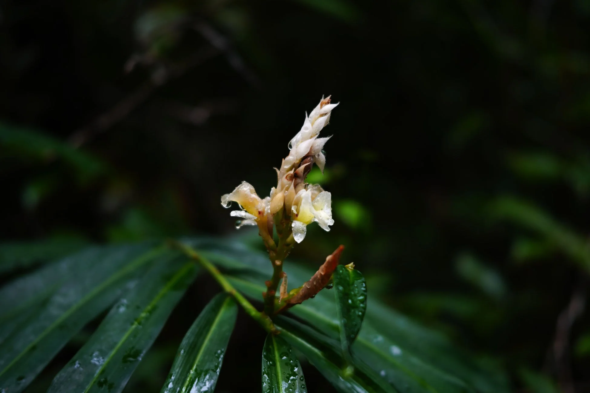 Wild Cardamonの花