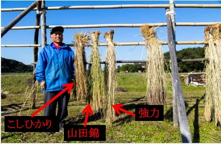 稲穂の天日干し