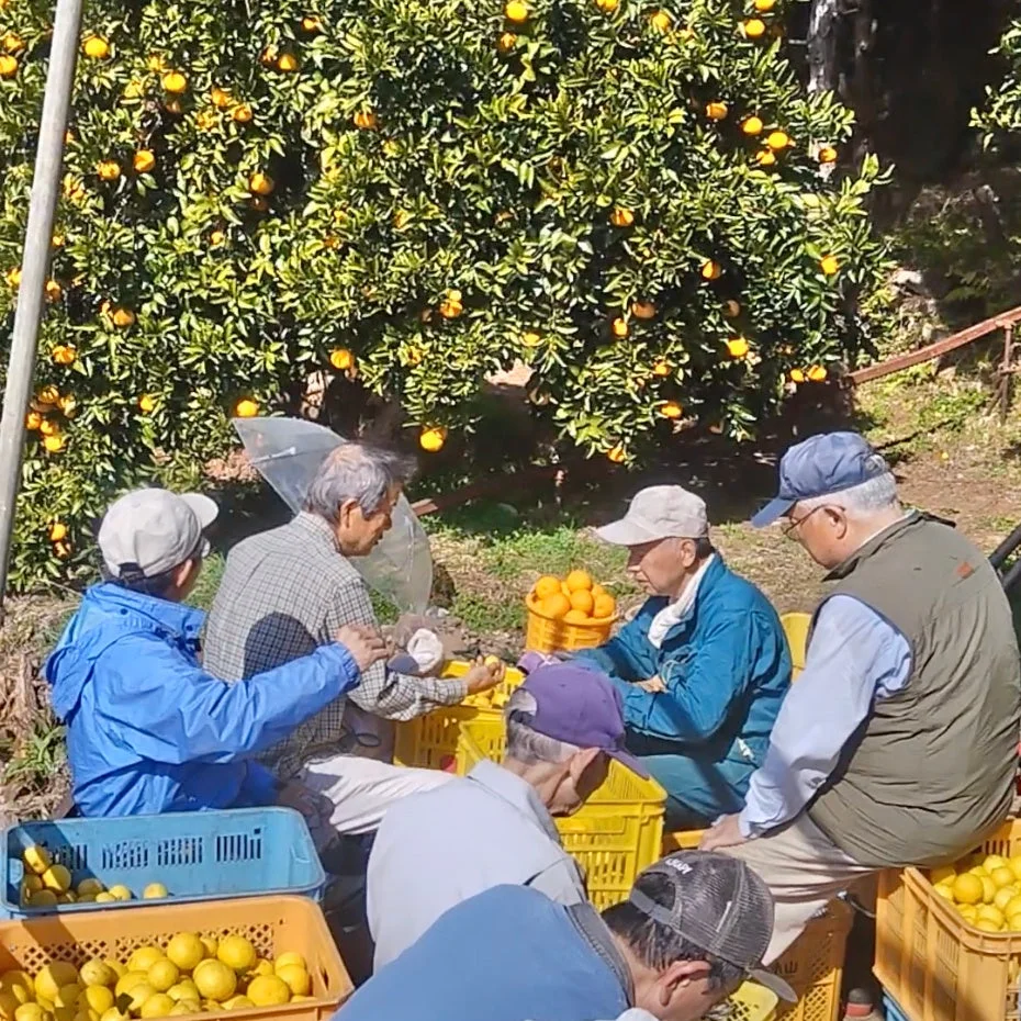 湘南ゴールド選別風景